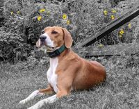 WI K9 SOS Image of files/Dog_Image/Sage resized 8-2022.jpg